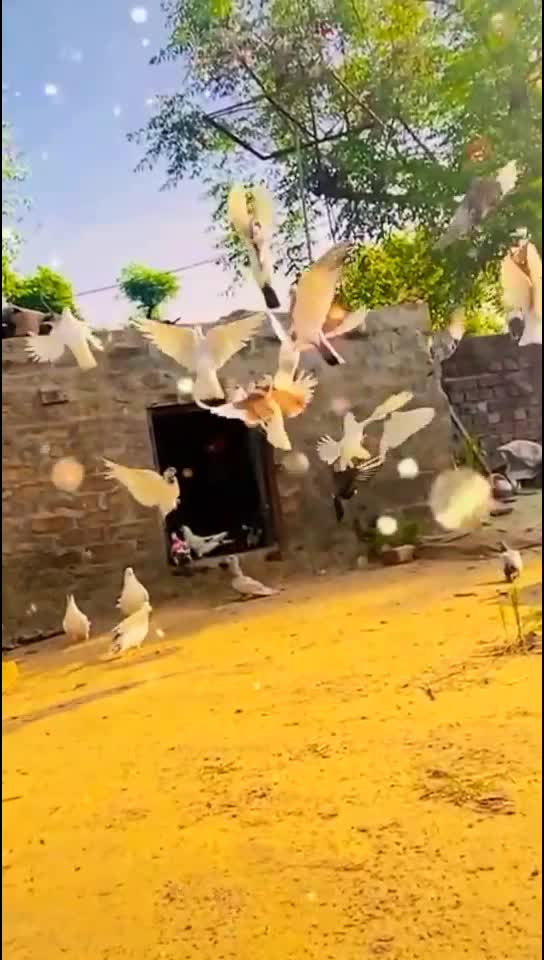 @deepanshu_kamboz