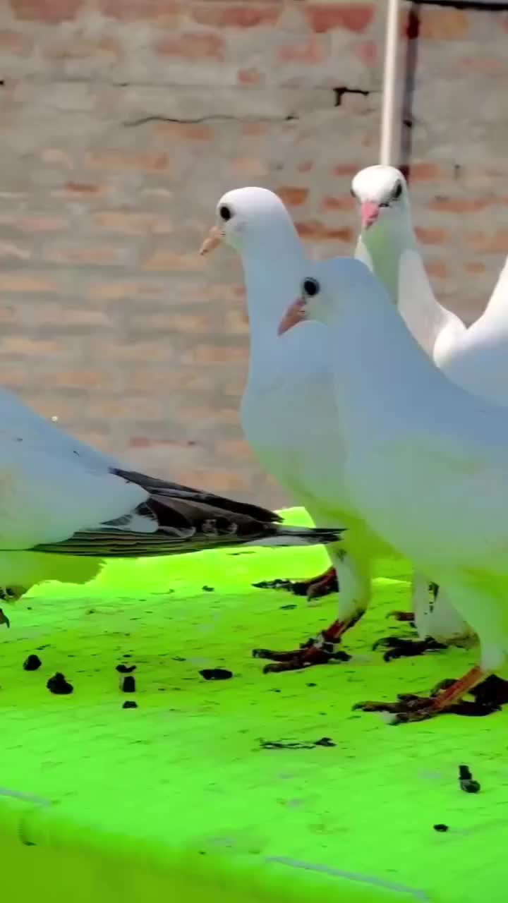 @🕊️PEGON🕊️