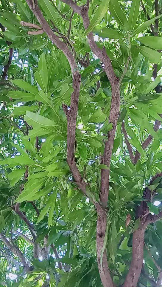 @Ramshekhar Singh