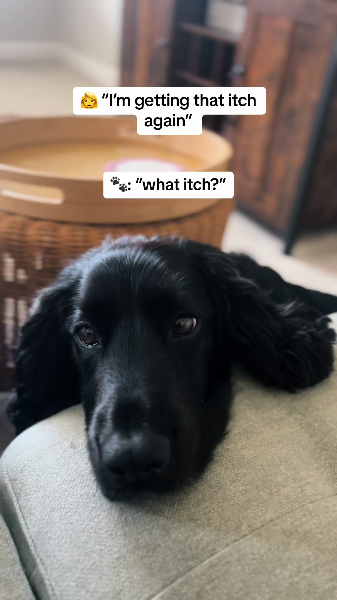 @Spaniel Explorers