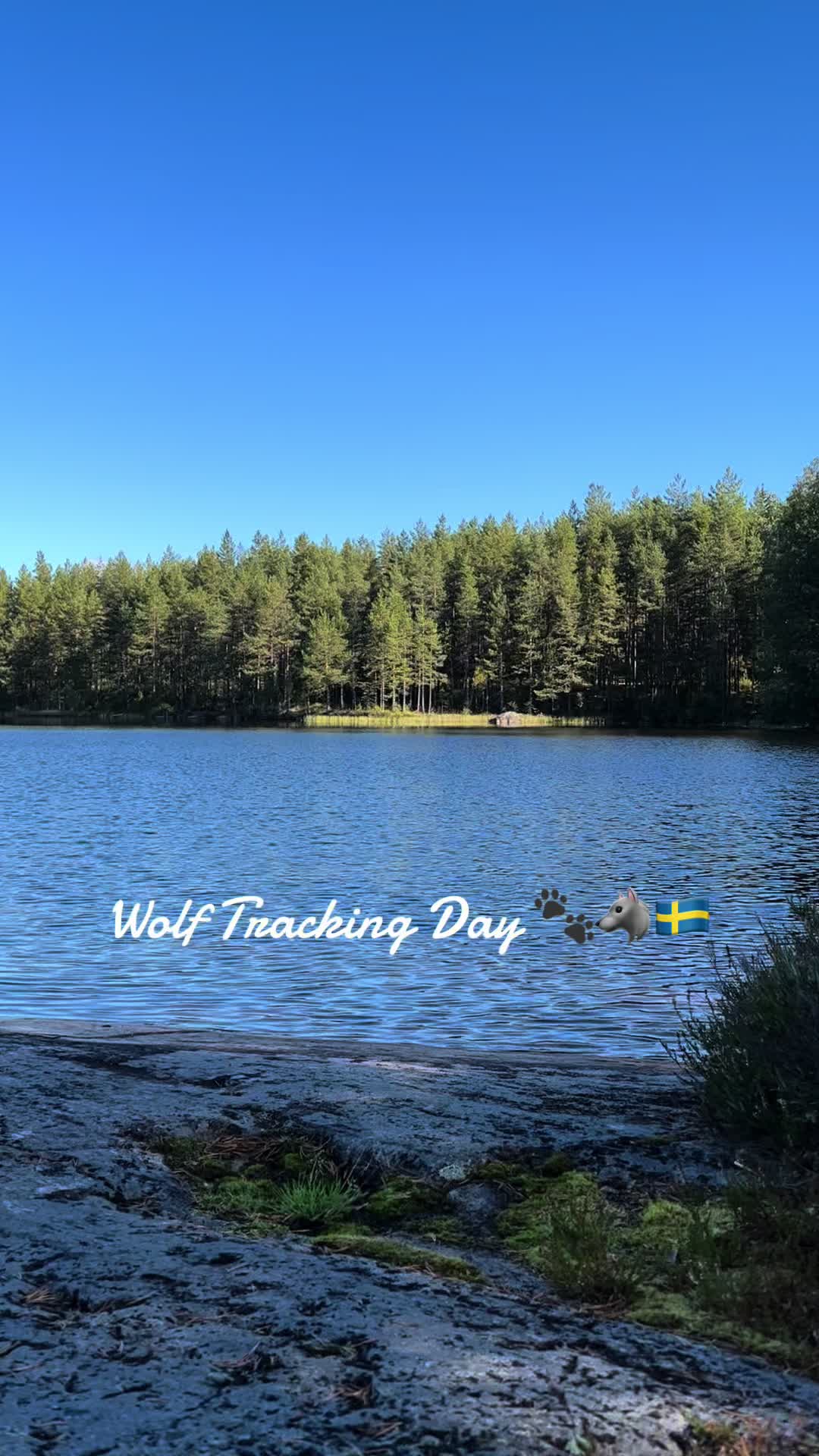 @Ellie&rsquo;s Wolf Travel 🐺