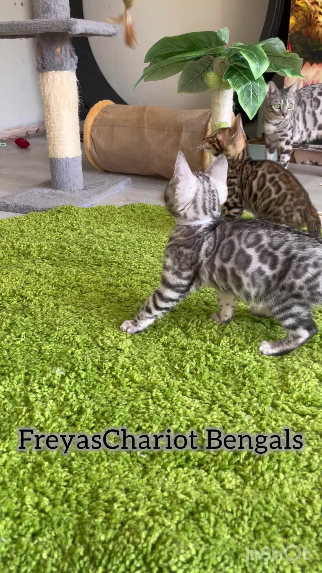 @FreyasChariot