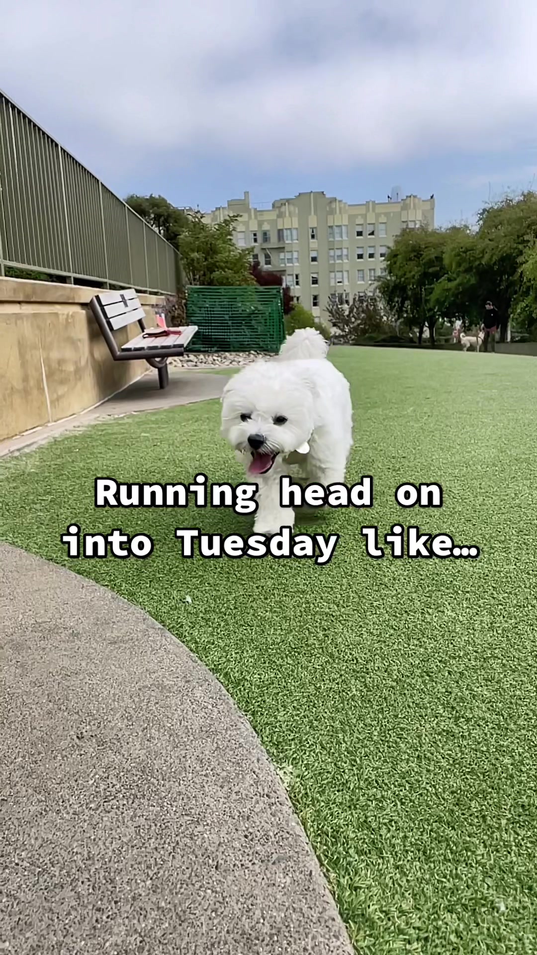 @Cloud the Dog