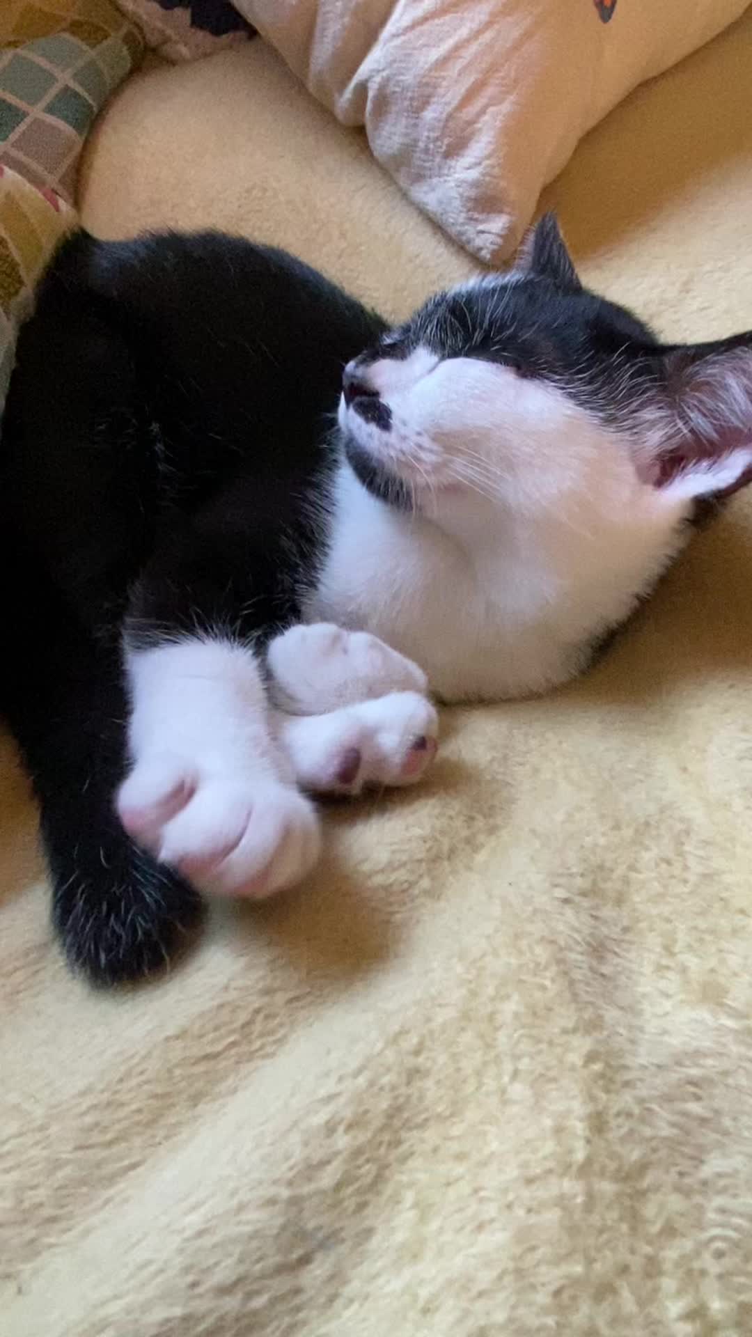 @Lennon & Ringo the kittens