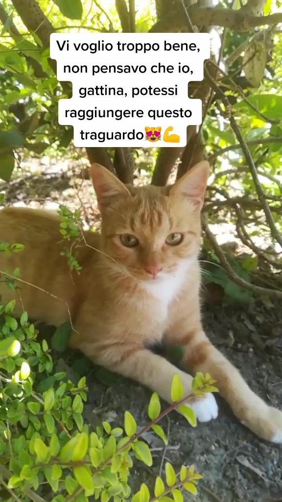 @Miele🐱🐈
