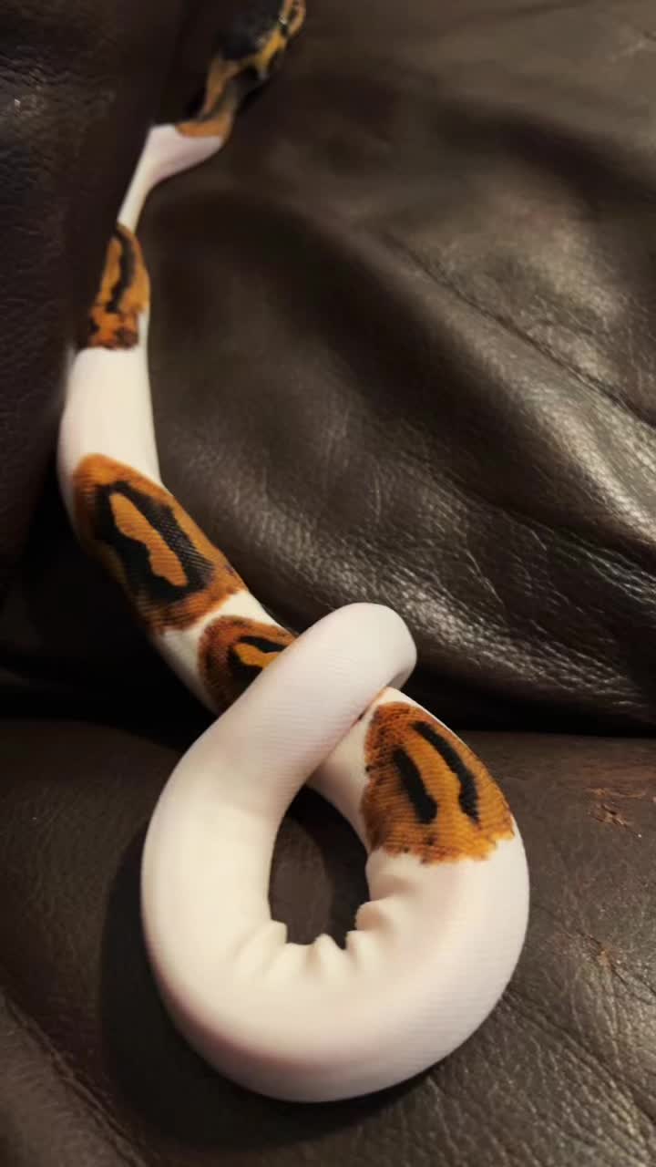 @d&m_reptile_adventure