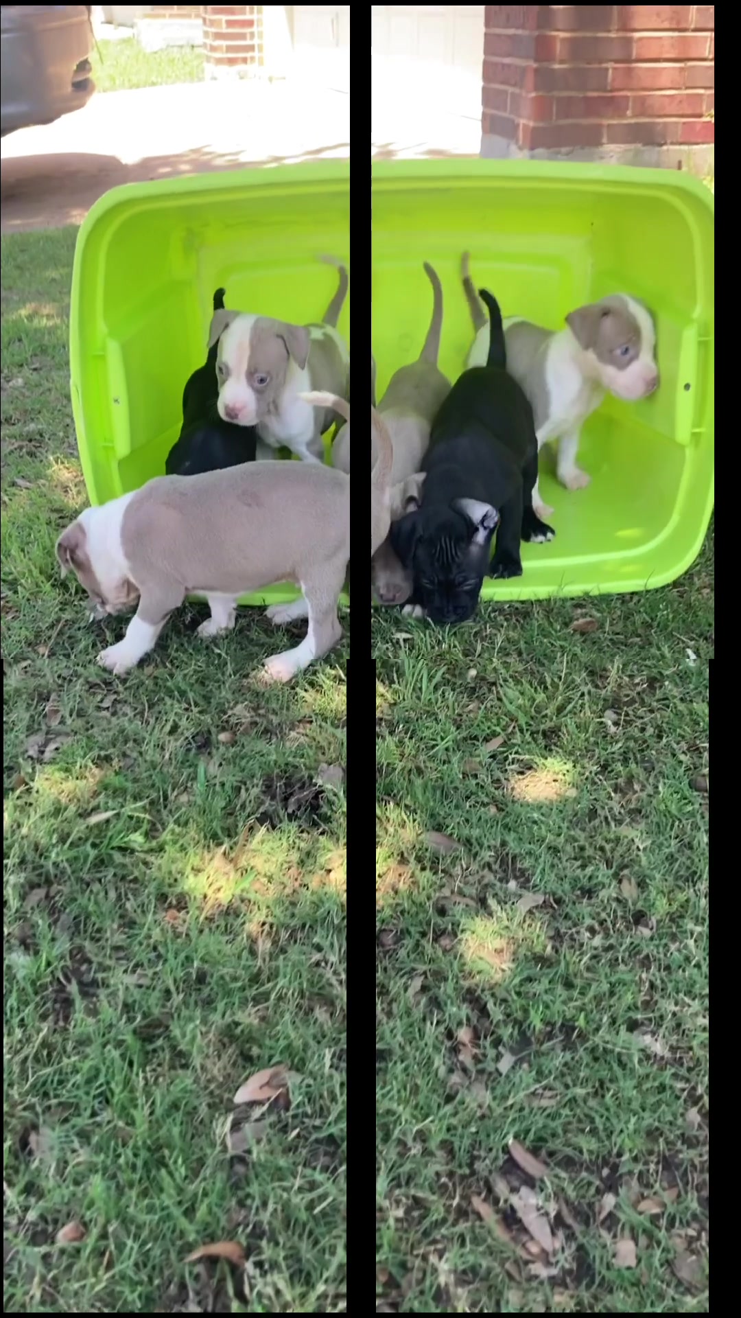 @Fort Worth Pit Puppies