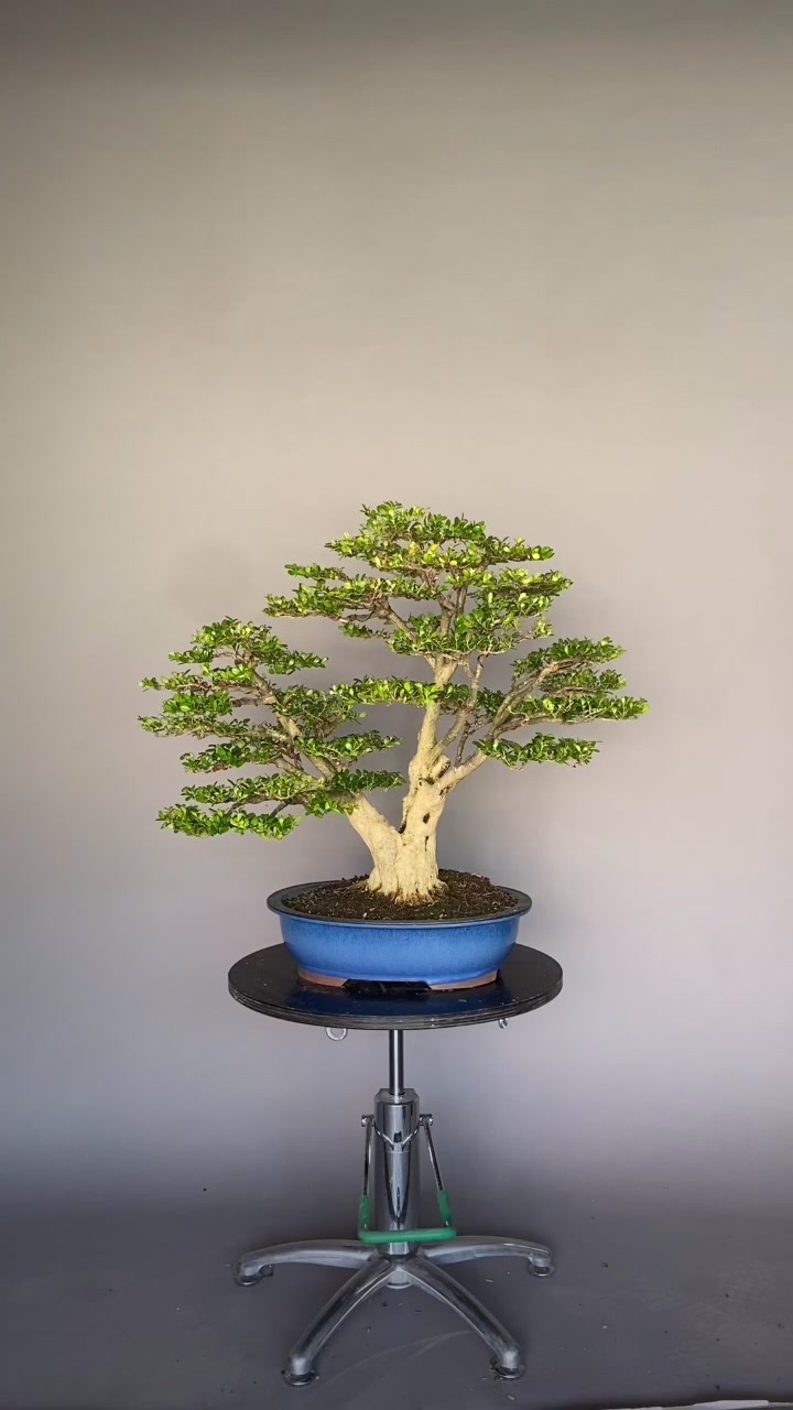 @Bonsai Movement