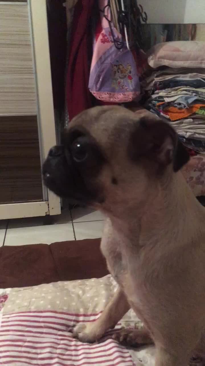@Pug_kinder