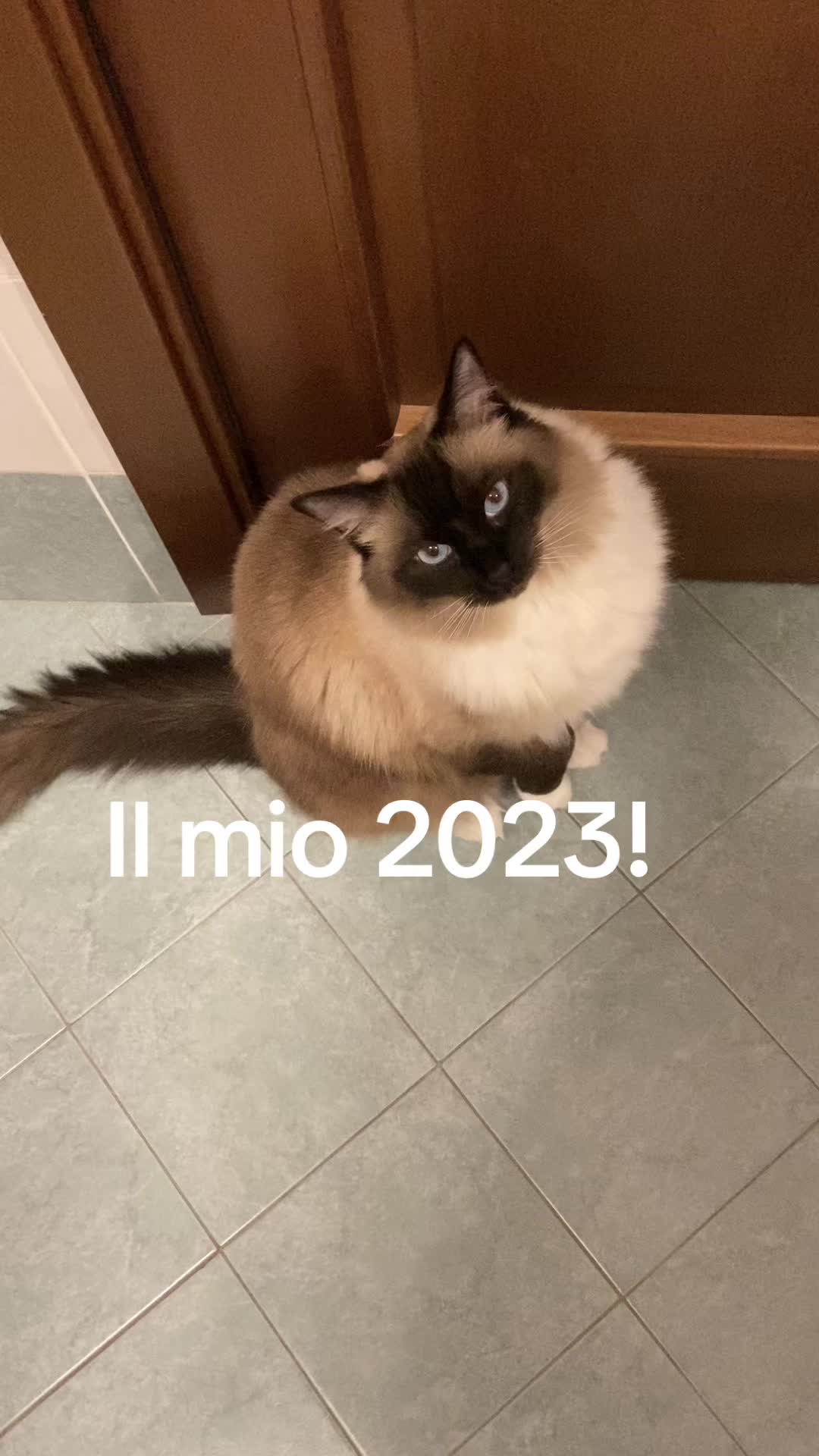 @Ren the Ragdoll Cat