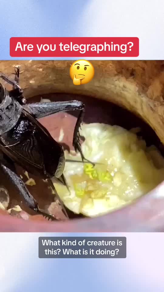 @InsectFlix