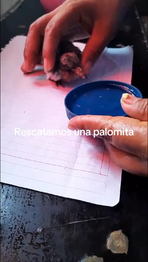 @saryramos