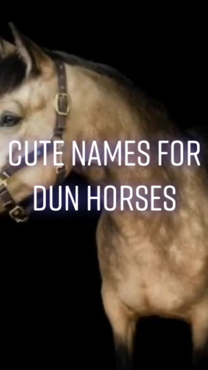 @Horse Editz!