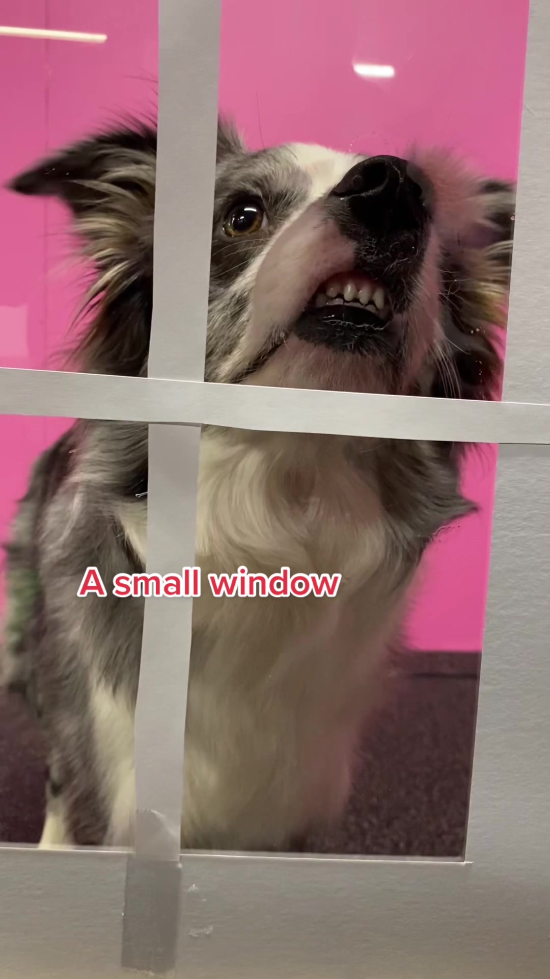 @bordercollieMuse