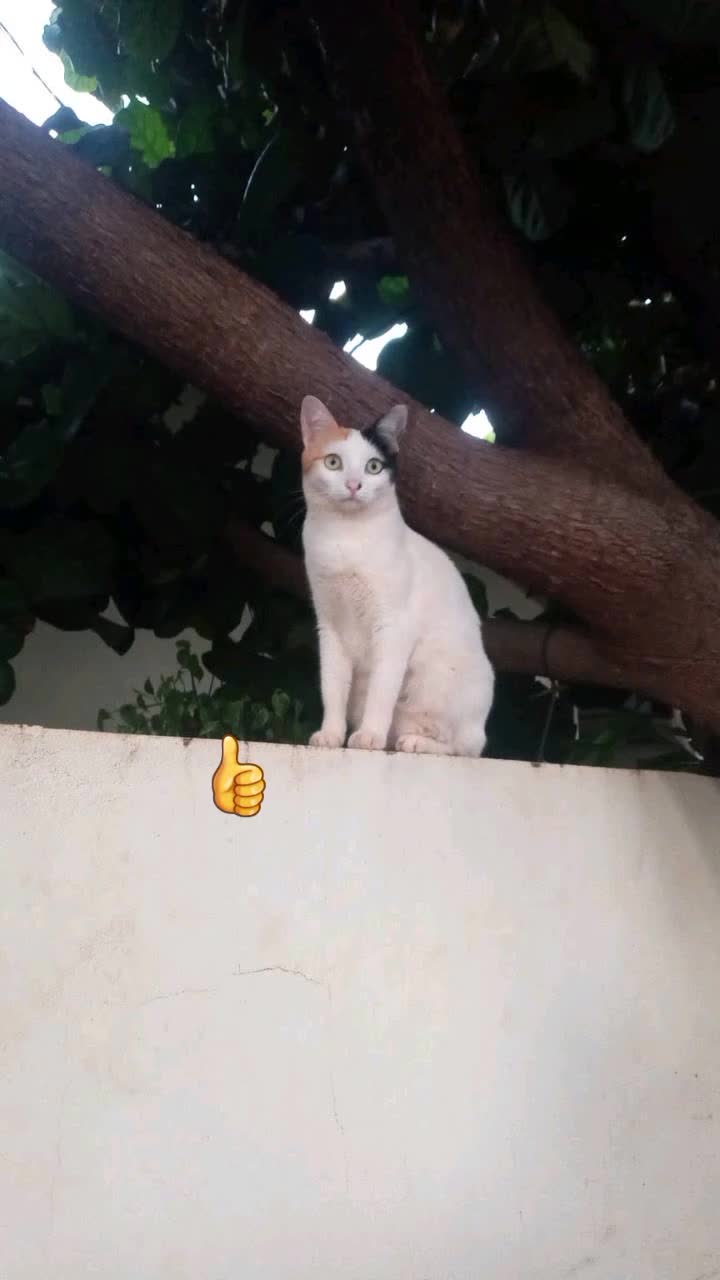 @sᴋʏᴇᴀʟɪᴇɴ