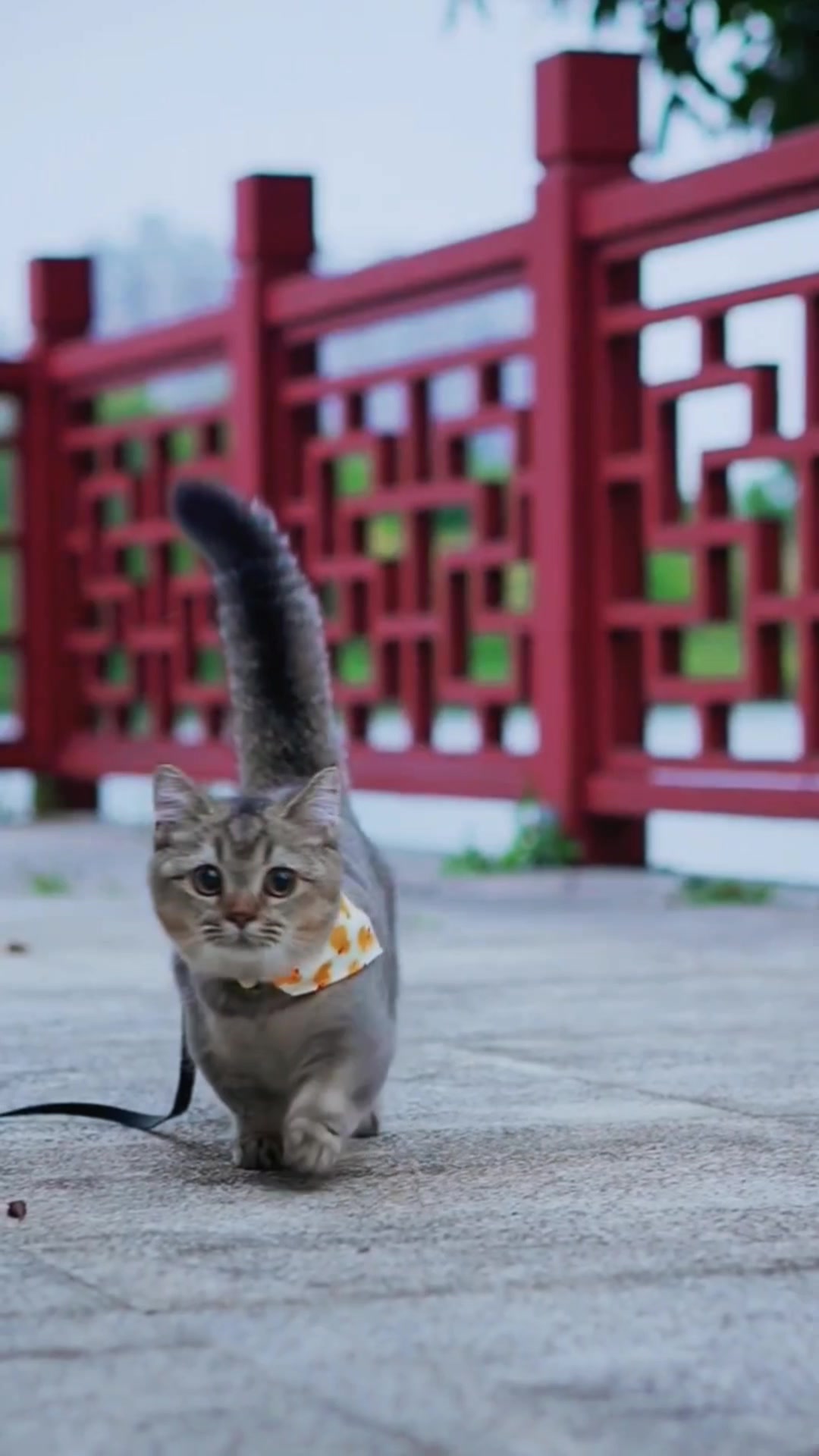 @ourpetsfriends
