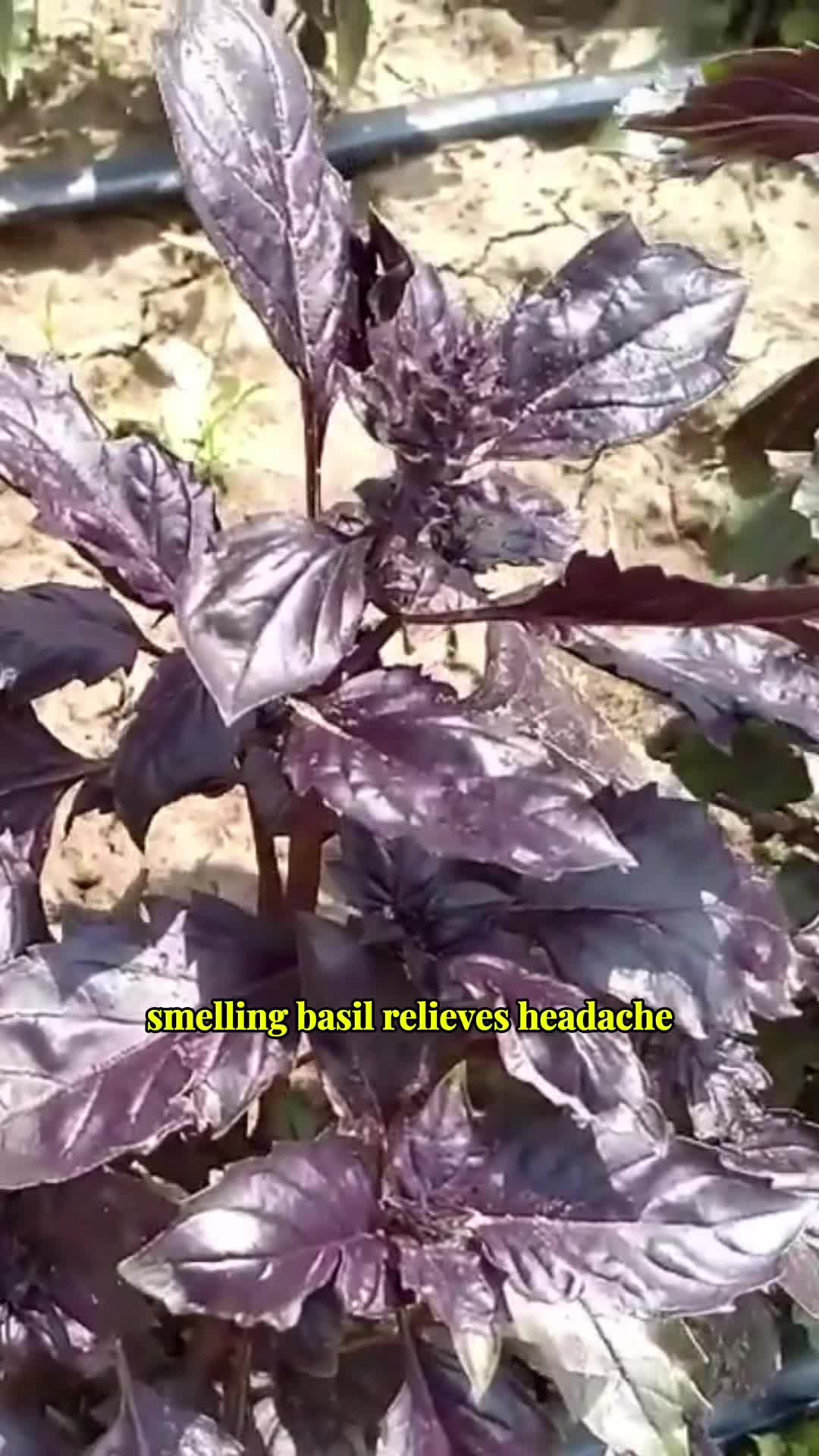 @Odyomuh