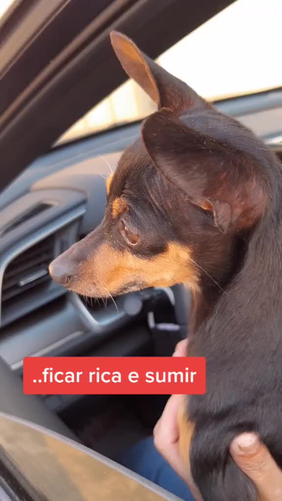 @NarutoCalopsita_Pets