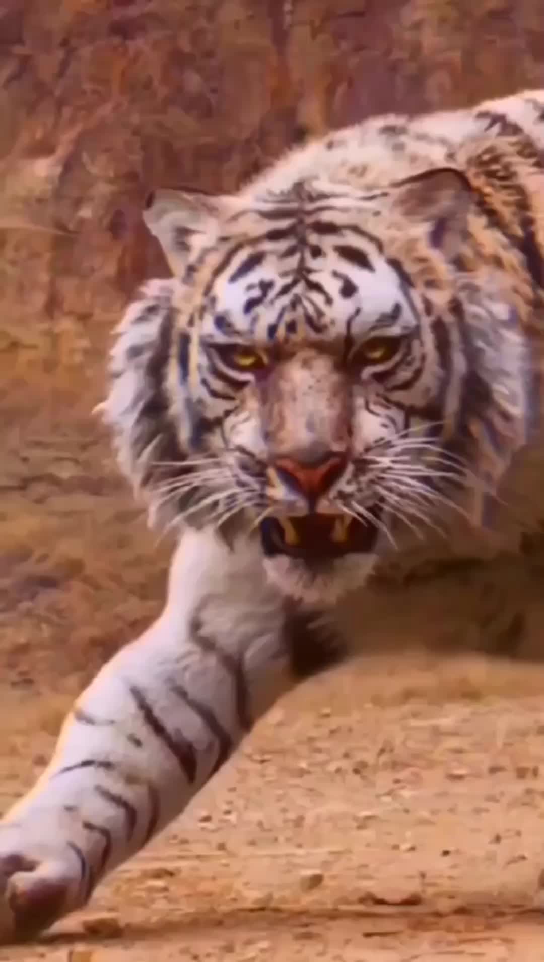@King__is__King__