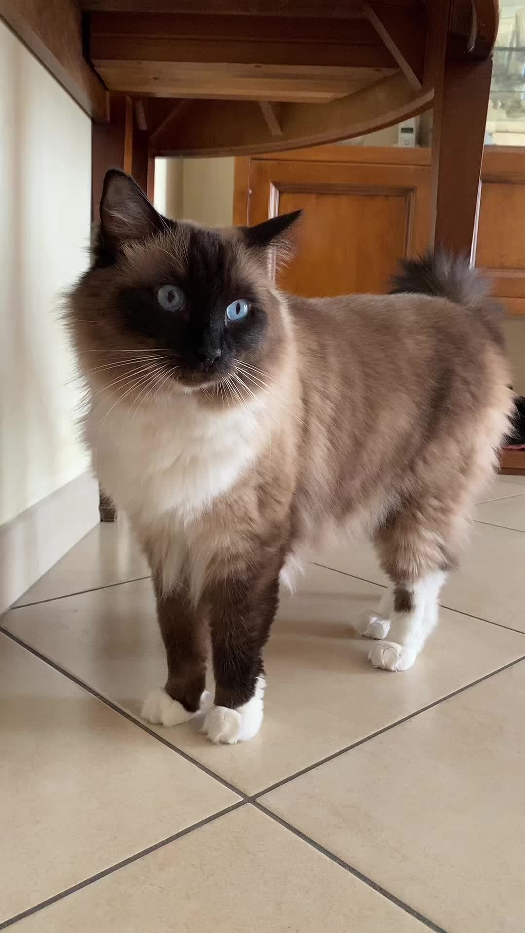 @Ren the Ragdoll Cat