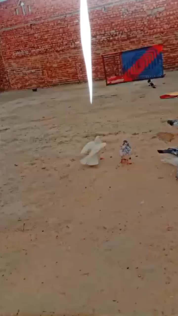 @کبوتر 🕊🕊باز🕊🕊