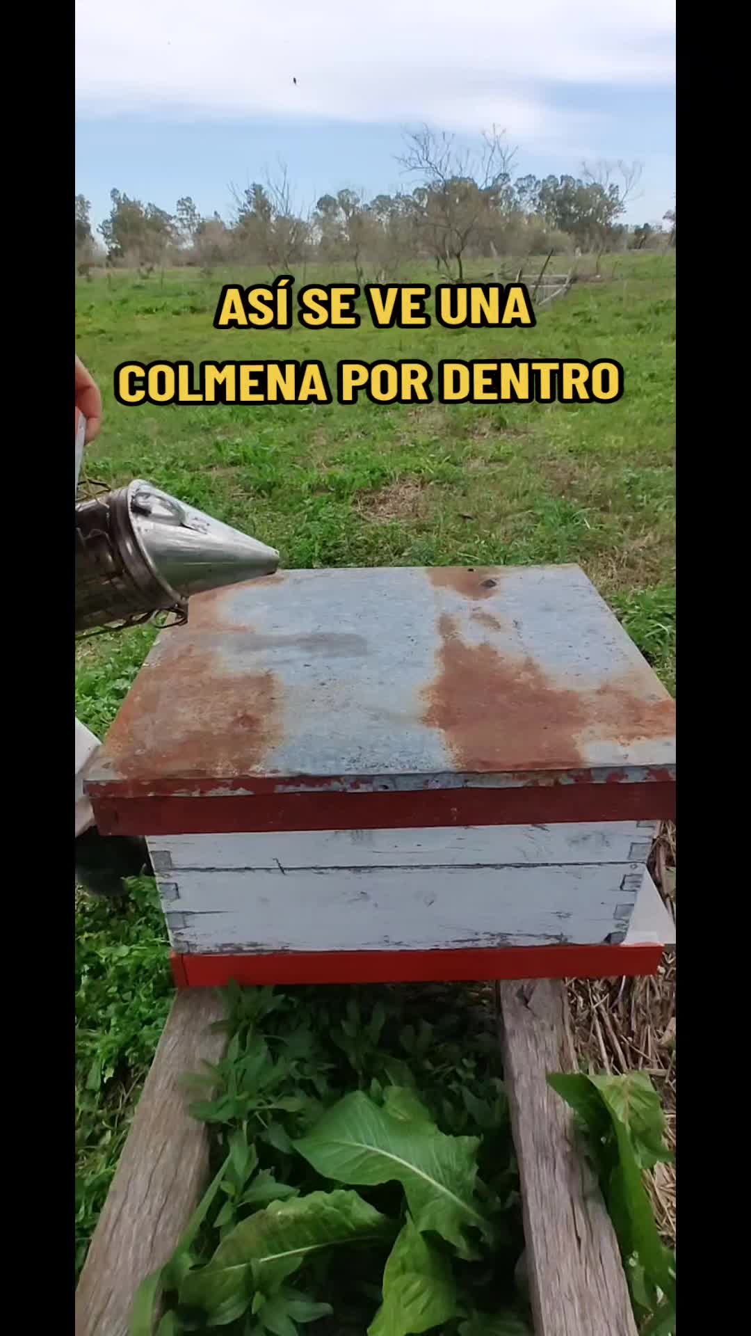 @apicola.donjuan