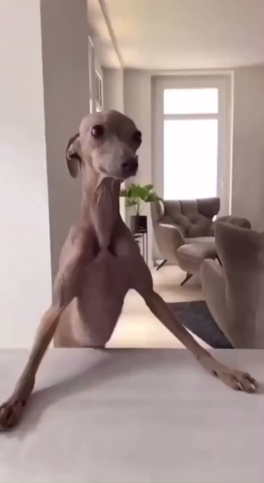 @mikiyorkghosthunter