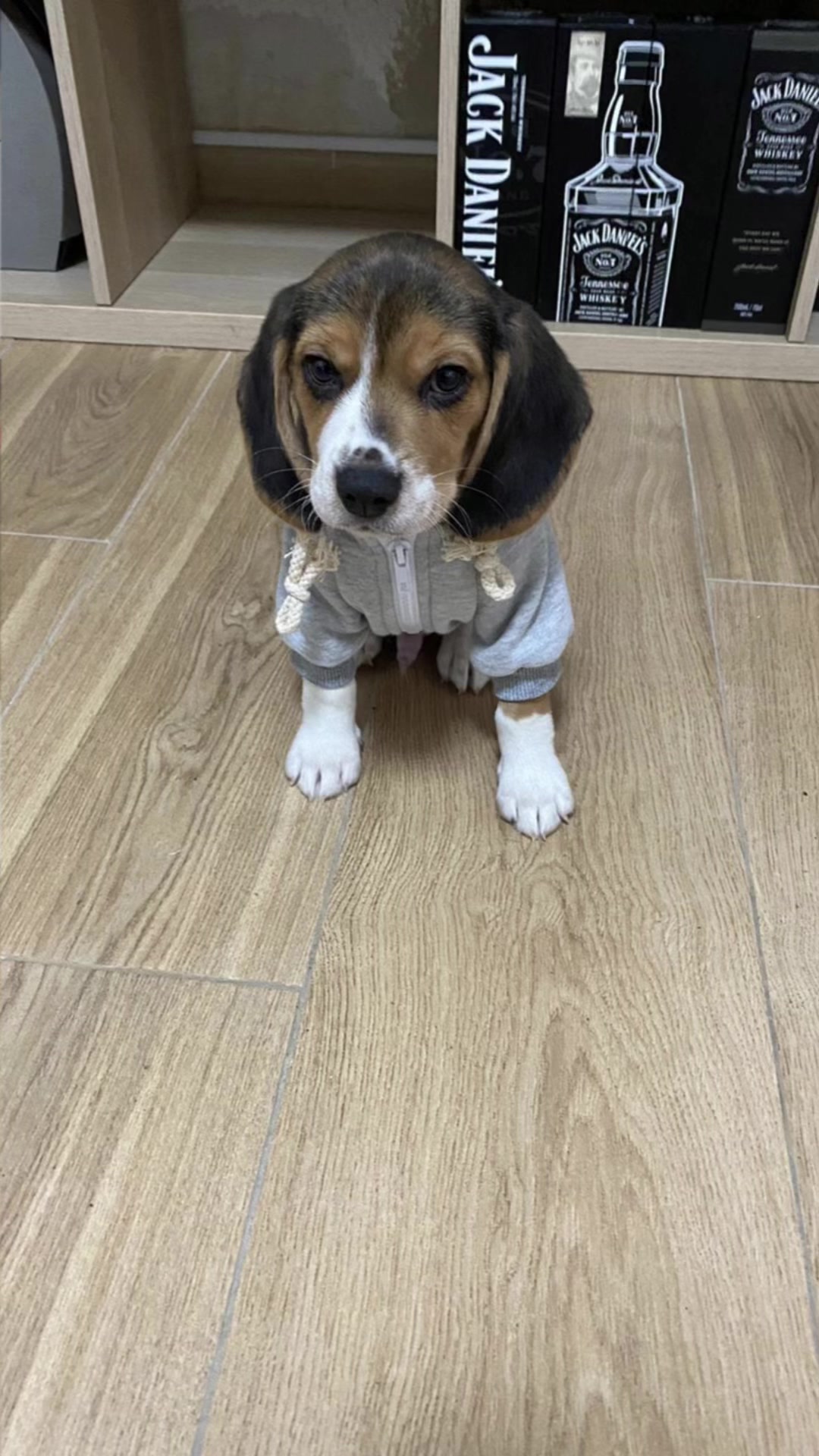 @biggieelbeagle