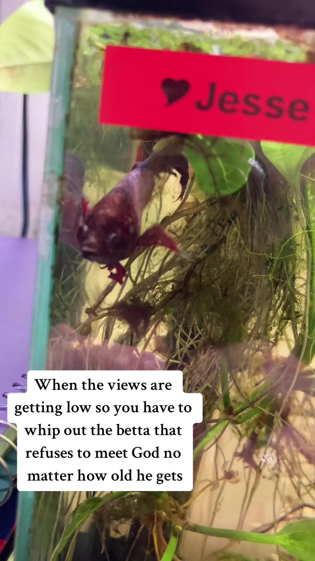 @🐠 M & D's Fish 🐠