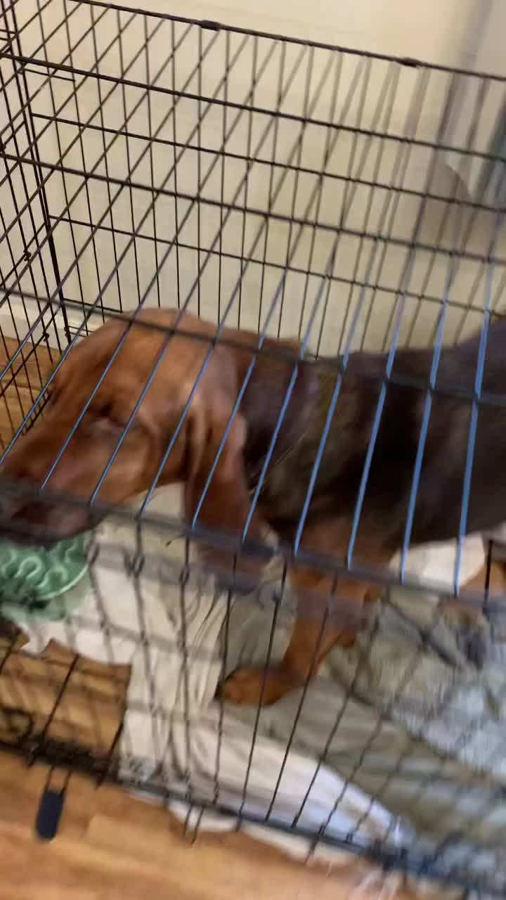 @RiverTheLiverHound