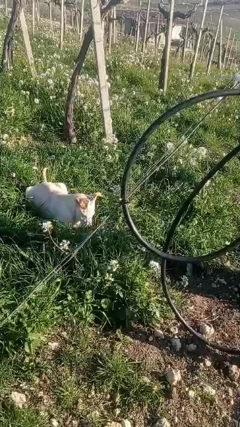 @Zito Calogera