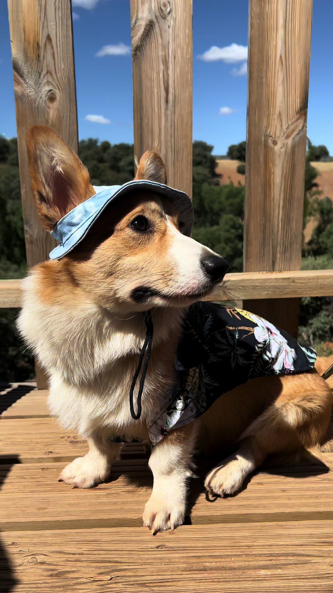 @Monty the Pembroke Welsh Corgi