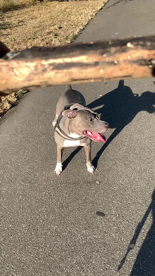 @Pitbulldaddy44