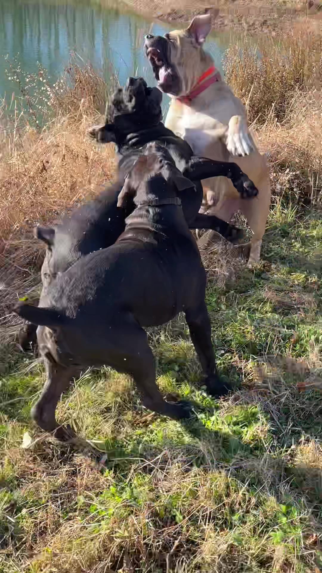@Bigfoot Boerboels