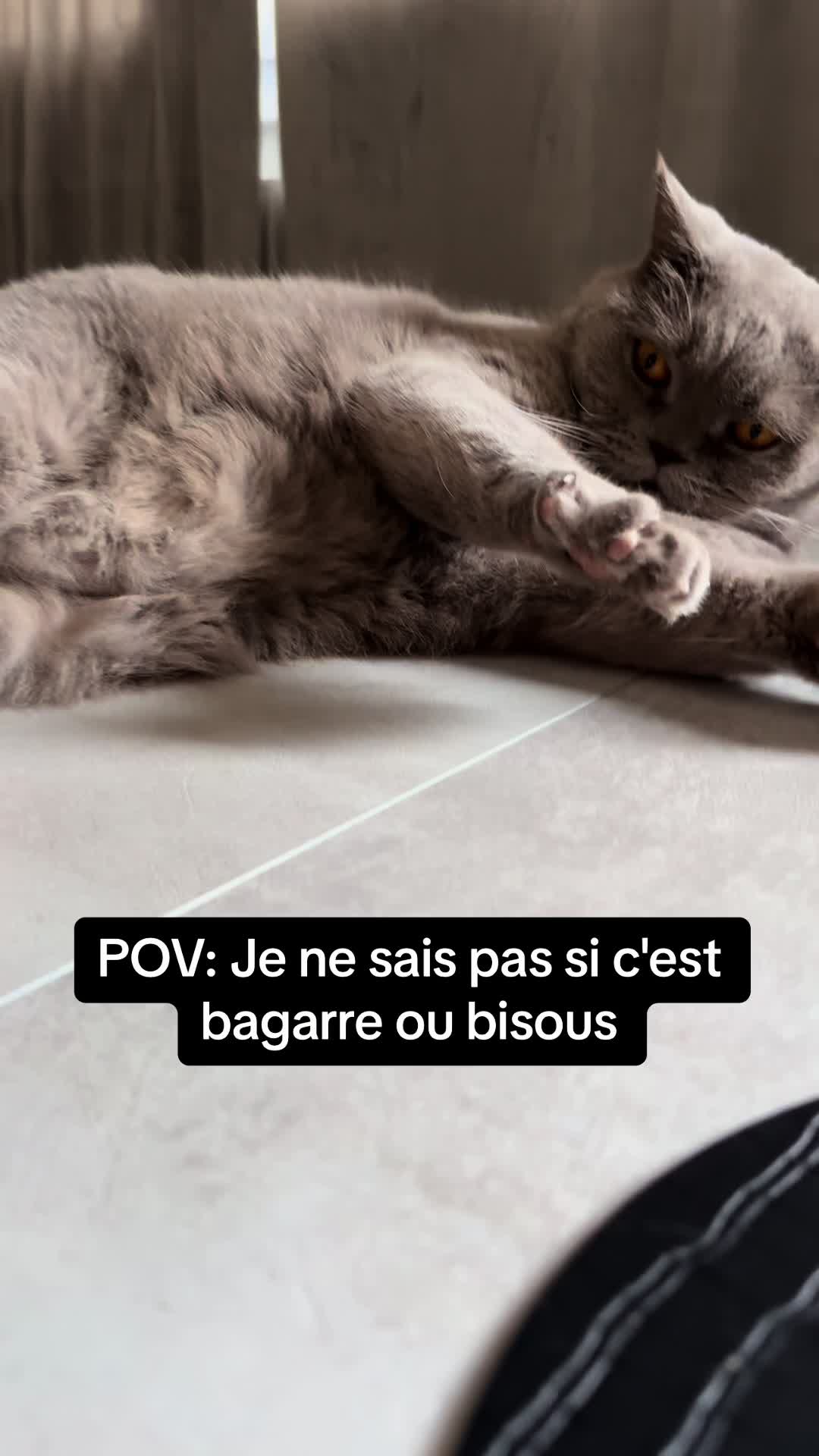 @DodoTheCat 😻