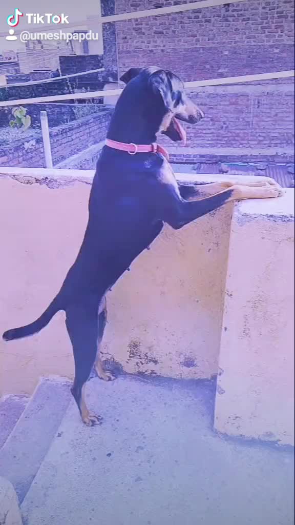 @Umesh Papdu