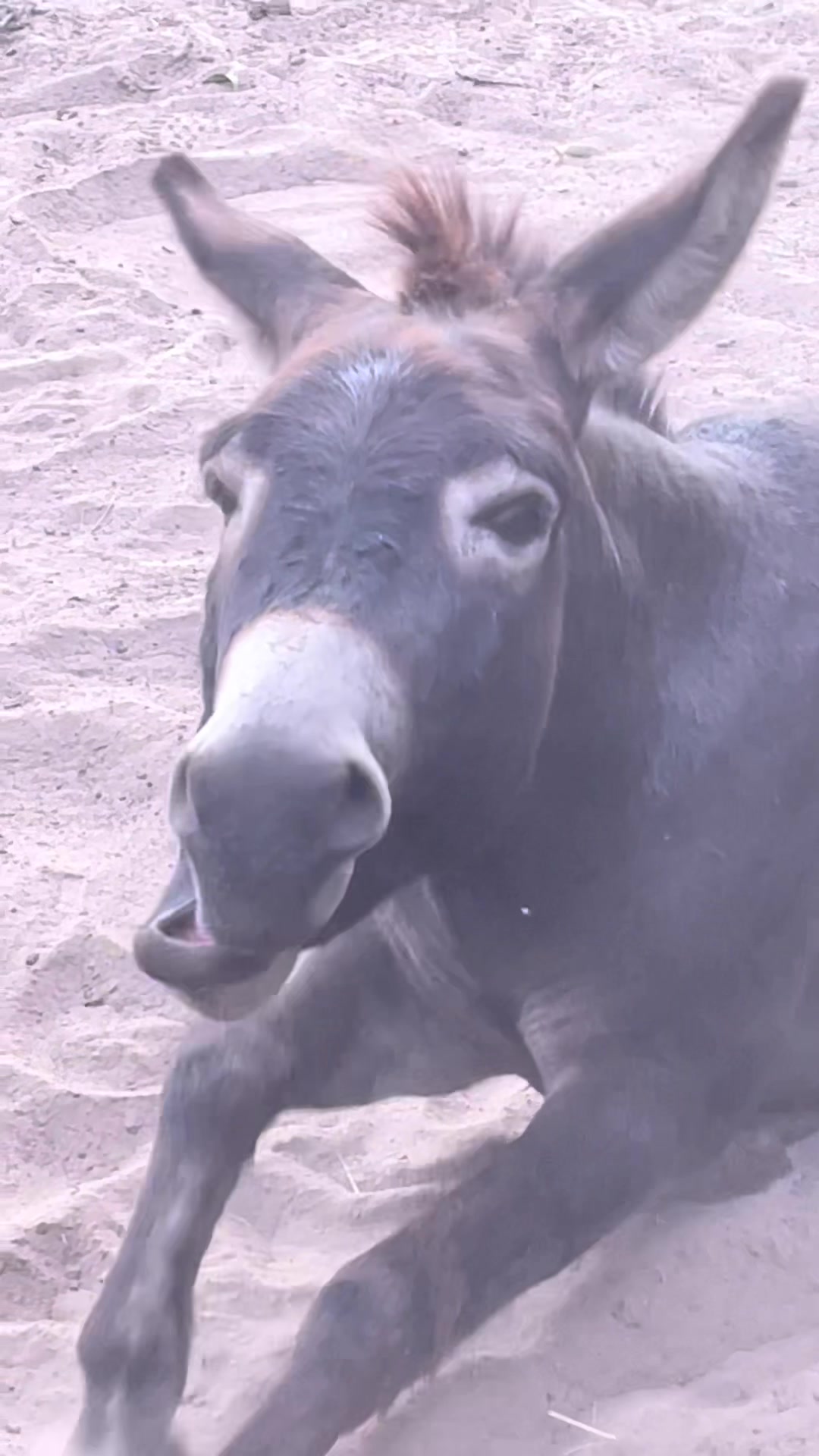 @DonkeyDaily