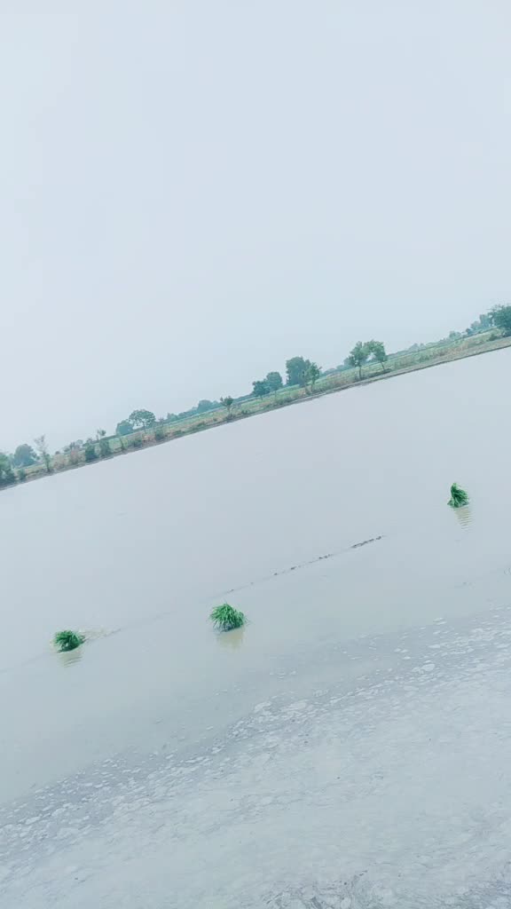 @sukhchain rai