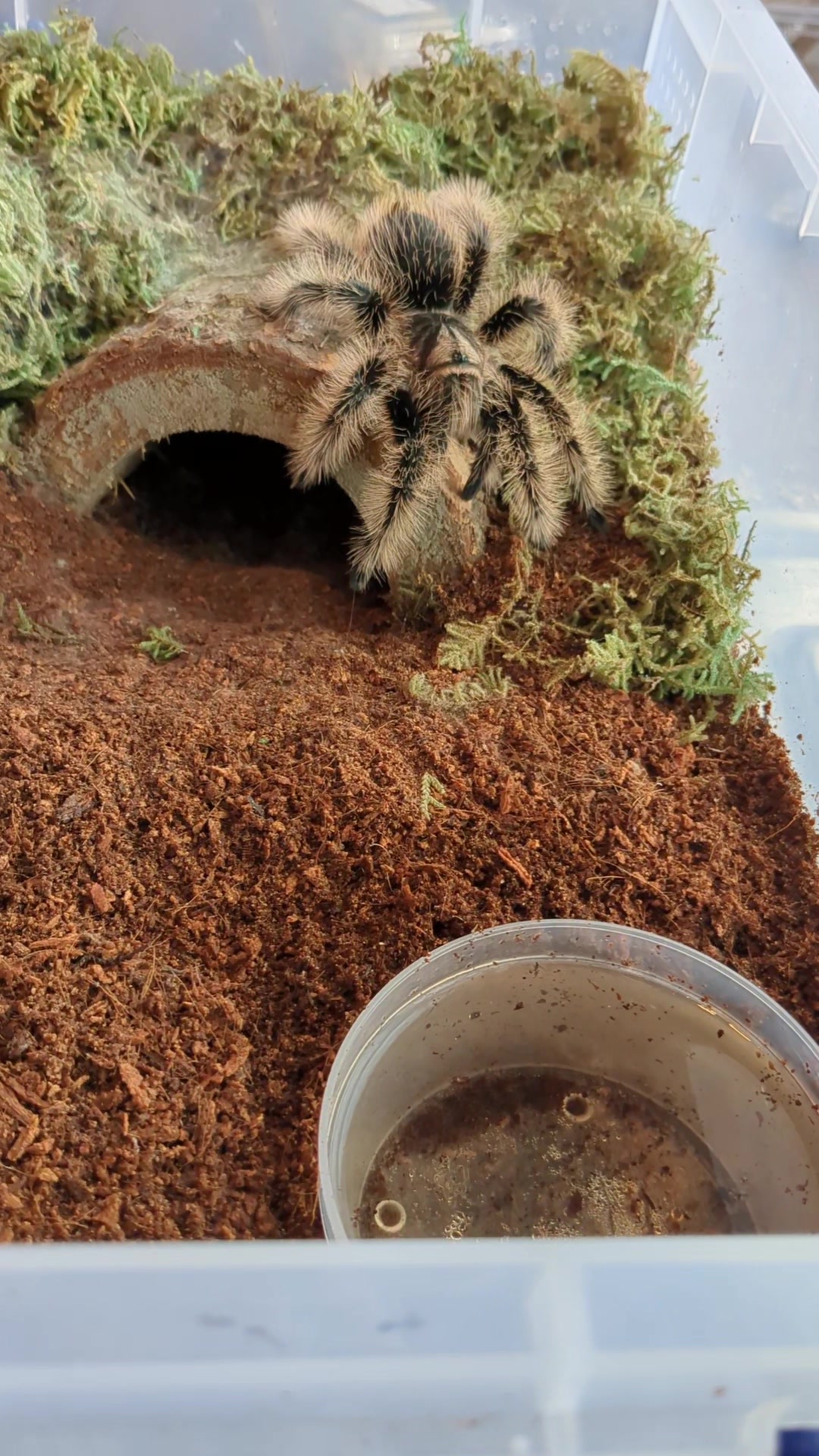 @Eryri Exotics