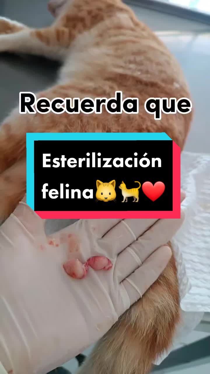 @Cl&iacute;nica Vet Animal Urban