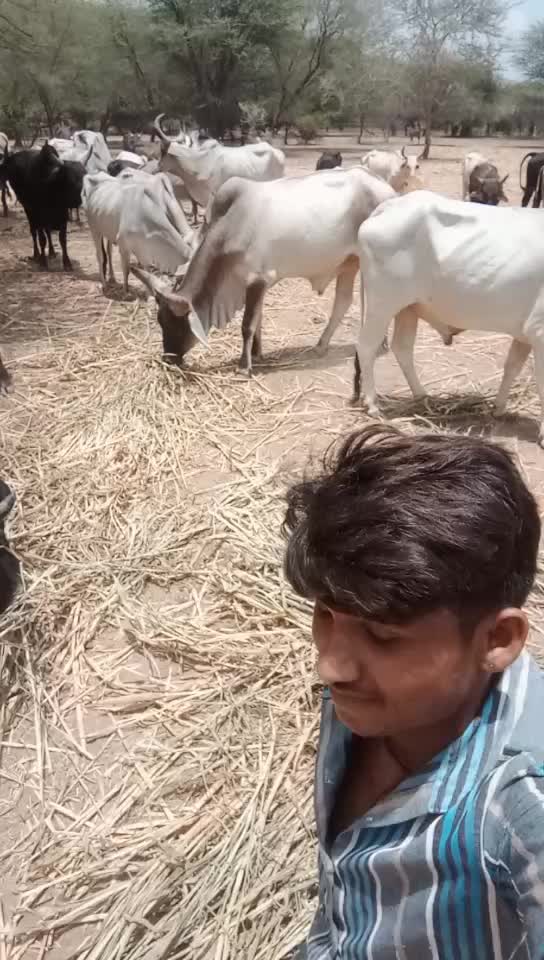 @Bharat Majiyatar42