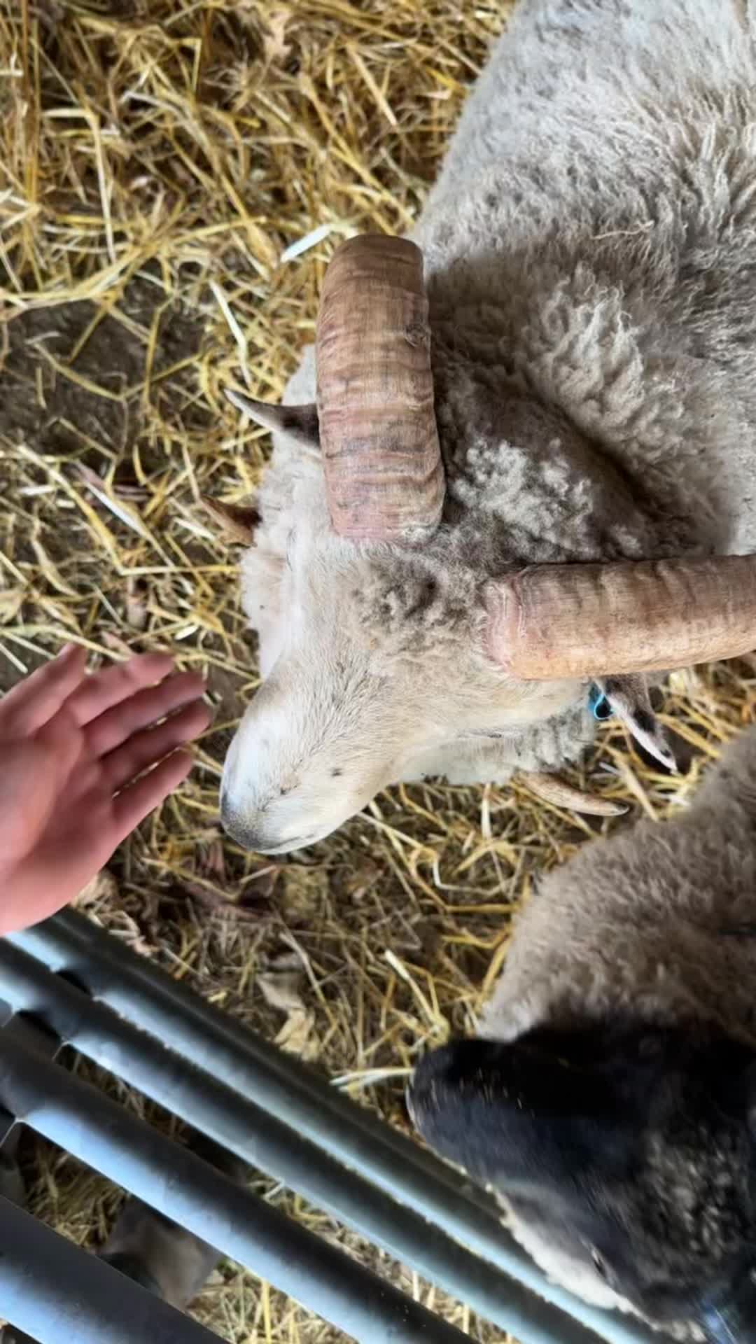 @Annavale&Biggarburn Shetlands