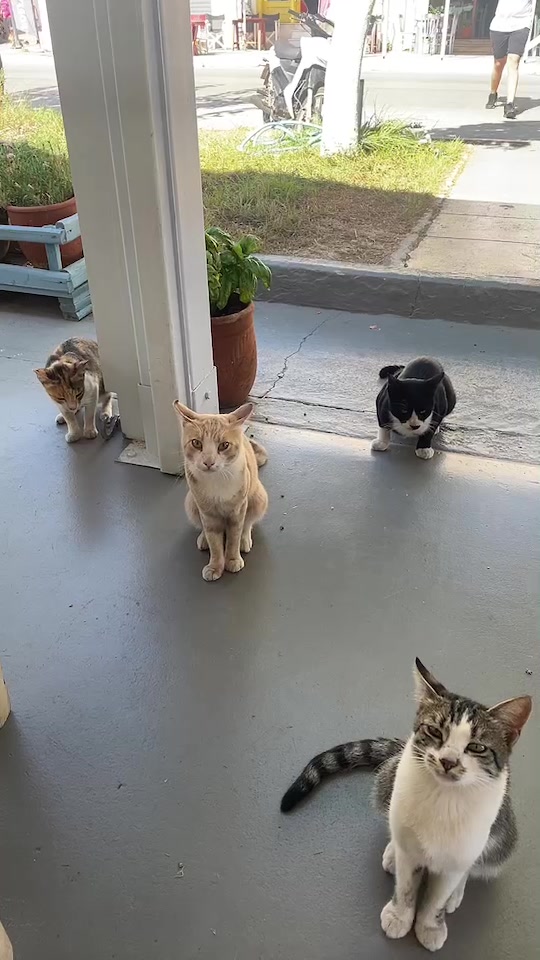 @CuteCat