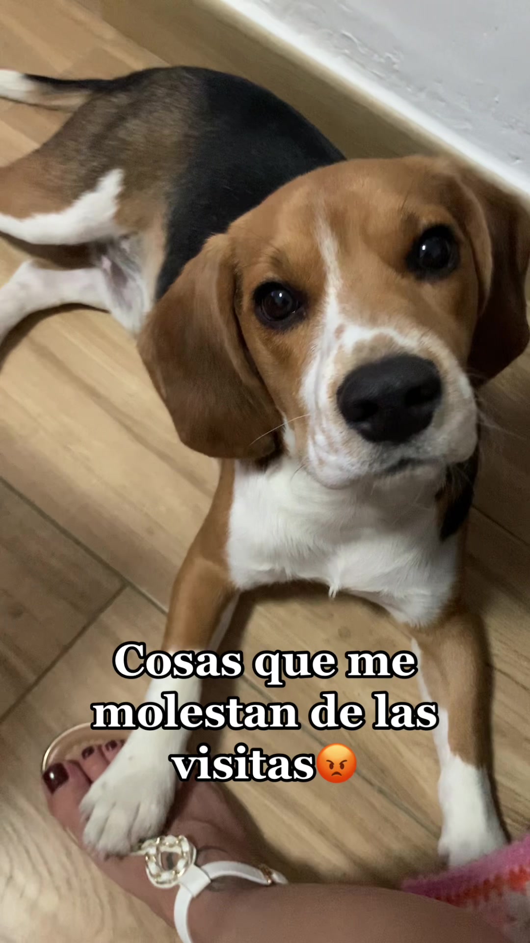 @biggieelbeagle