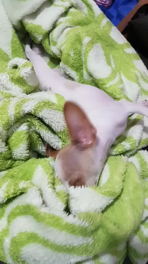 @Lilizinha🐶