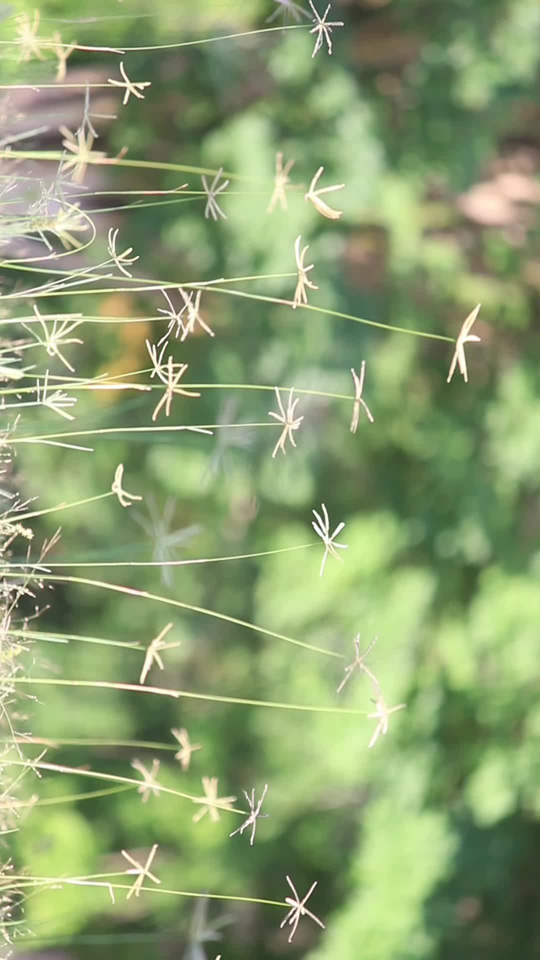 @🪲🕸️🪲🕸️🪲🕸️
