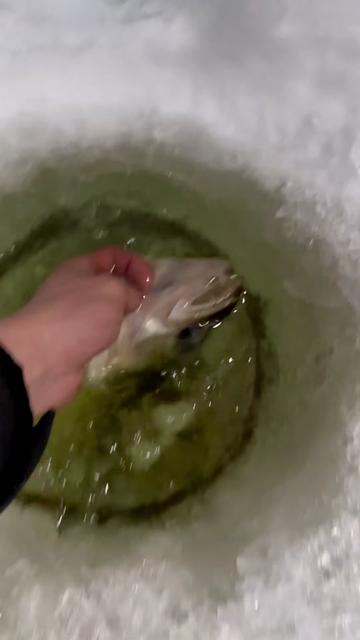 @Walleye Fever