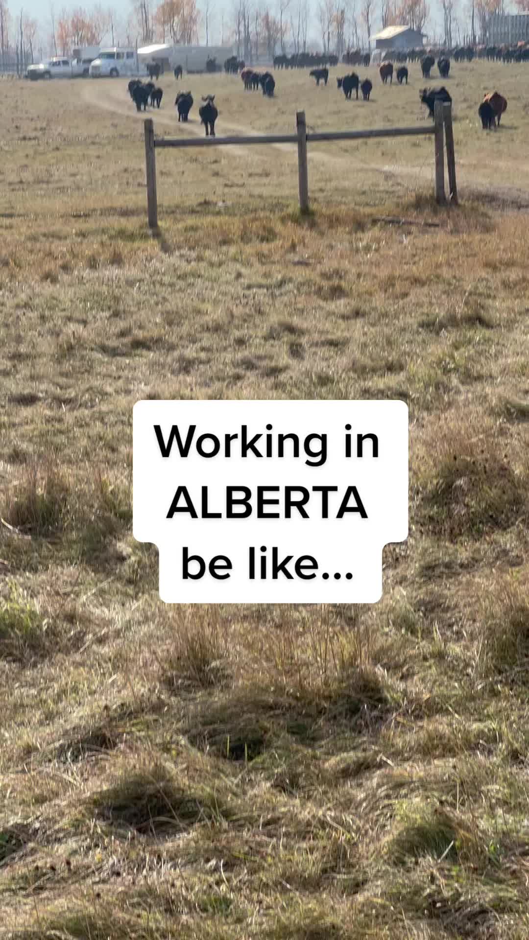 @Shari | Horses & Life Skills