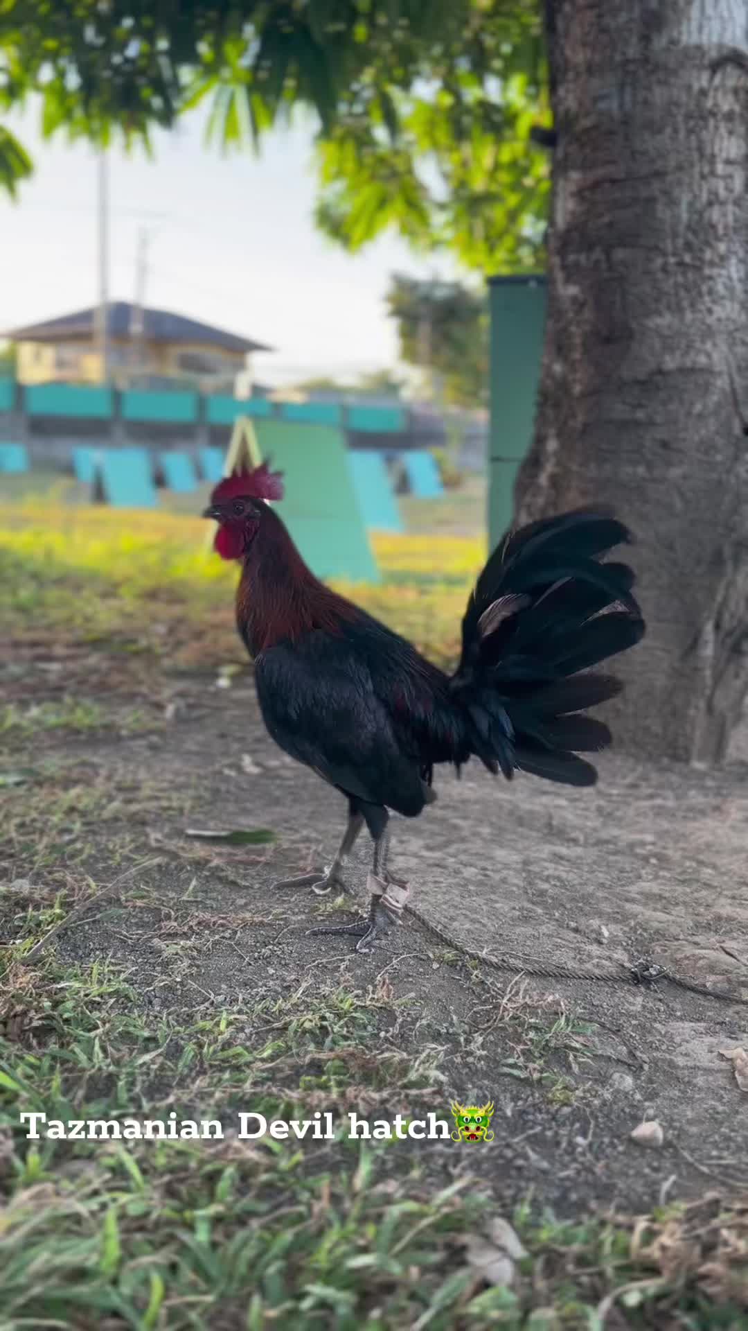 @JT ORAGON GAMEFARM