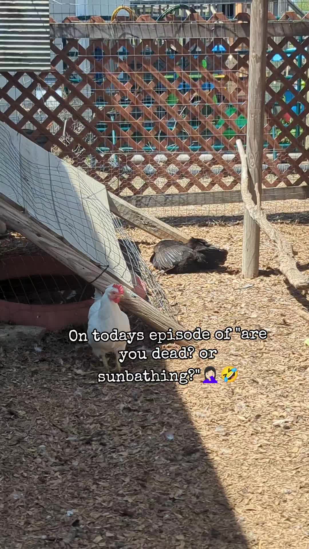 @megz_eggz_chickens